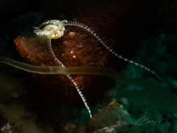 what is this? Polychaete, family Spionidae by Marc Van Den Broeck 